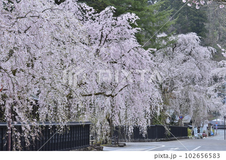 【秋田県仙北市】角館・武家屋敷の枝垂れ桜 102656583