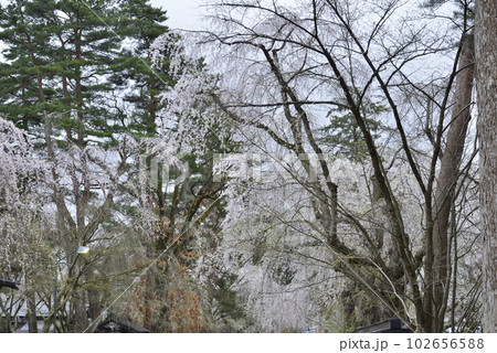 【秋田県仙北市】角館・武家屋敷の枝垂れ桜 【秋田県仙北市】角館・武家屋敷の枝垂れ桜 102656588