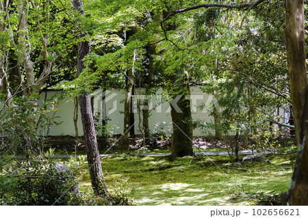 初夏の蓮華寺 青もみじと庭 京都府京都市 初夏の蓮華寺 青もみじと庭 京都府京都市 102656621