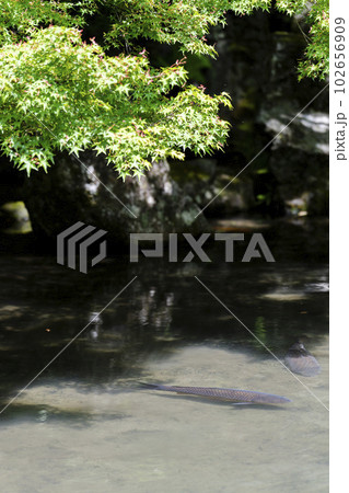 初夏の蓮華寺　青もみじと池の鯉　京都府京都市 102656909