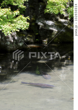 初夏の蓮華寺 青もみじと池の鯉 京都府京都市 初夏の蓮華寺 青もみじと池の鯉 京都府京都市 102656914