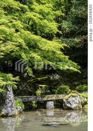 初夏の蓮華寺　青もみじと池の鯉　京都府京都市 102656920
