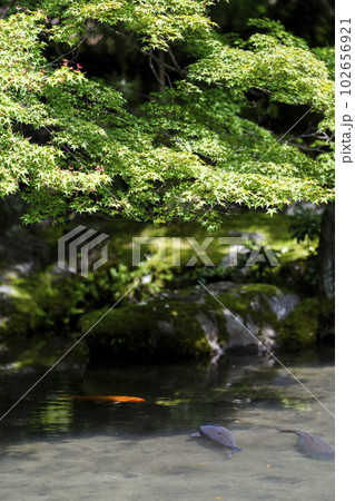 初夏の蓮華寺　青もみじと池の鯉　京都府京都市 102656921