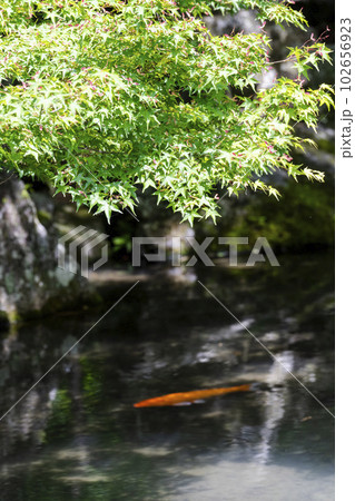 初夏の蓮華寺　青もみじと池の鯉　京都府京都市 102656923