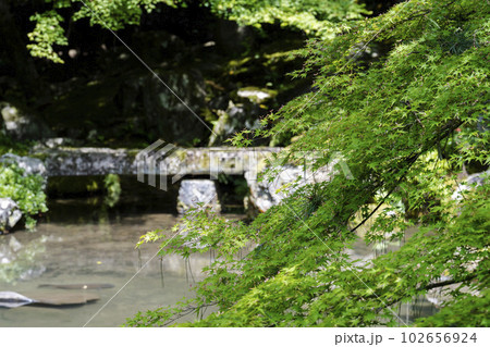 初夏の蓮華寺 青もみじと池の鯉 京都府京都市 初夏の蓮華寺 青もみじと池の鯉 京都府京都市 102656924