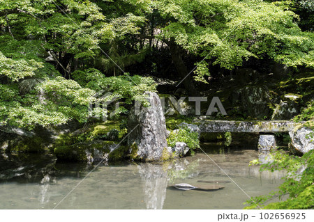 初夏の蓮華寺 青もみじと池の鯉 京都府京都市 初夏の蓮華寺 青もみじと池の鯉 京都府京都市 102656925