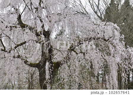 【秋田県仙北市】角館・武家屋敷の枝垂れ桜 【秋田県仙北市】角館・武家屋敷の枝垂れ桜 102657641