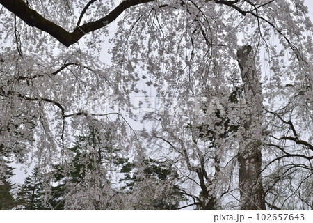 【秋田県仙北市】角館・武家屋敷の枝垂れ桜 102657643