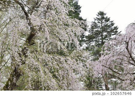 【秋田県仙北市】角館・武家屋敷の枝垂れ桜 102657646