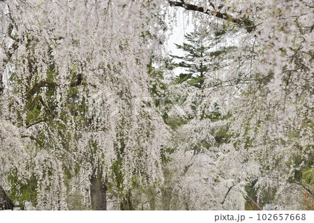 【秋田県仙北市】角館・武家屋敷の枝垂れ桜 102657668