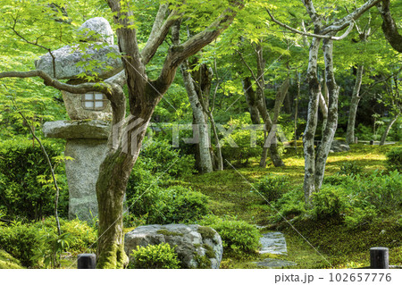 圓光寺の風景　書院から見た新緑の庭園　京都府京都市 102657776