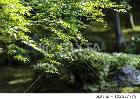 圓光寺の風景　書院から見た新緑の庭園　京都府京都市 102657778