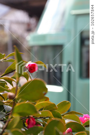 鉄道 椿の花の蕾とローカル車両 鉄道 椿の花の蕾とローカル車両 102657844