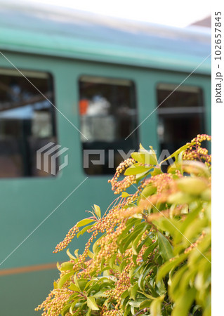 鉄道 アセビの花の蕾とローカル車両 102657845