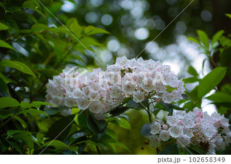 東京　井の頭公園　カルミアの花 102658349