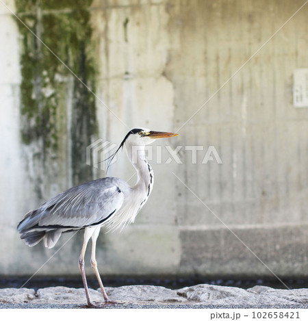 野鳥観察、公園、アウトドアのイメージに 京都鴨川のアオサギ 野鳥観察、公園、アウトドアのイメージに 京都鴨川のアオサギ 102658421