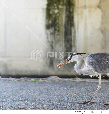 餌やりのイメージに　動物愛護　エサを咥えるアオサギ 102658422