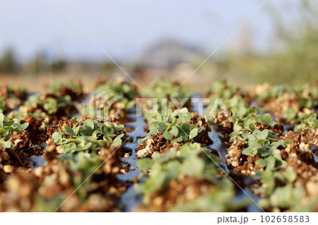家庭菜園で野菜作りをする女性 農業女子 種まき・育苗をする女性 家庭菜園で野菜作りをする女性 農業女子 種まき・育苗をする女性 102658583
