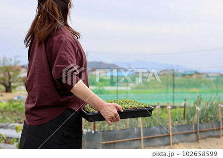 家庭菜園で野菜作りをする女性　農業女子　種まき・育苗をする女性 102658599