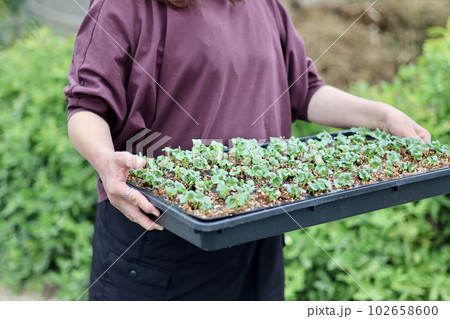 家庭菜園で野菜作りをする女性 農業女子 種まき・育苗をする女性 家庭菜園で野菜作りをする女性 農業女子 種まき・育苗をする女性 102658600