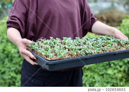 家庭菜園で野菜作りをする女性 農業女子 種まき・育苗をする女性 家庭菜園で野菜作りをする女性 農業女子 種まき・育苗をする女性 102658601