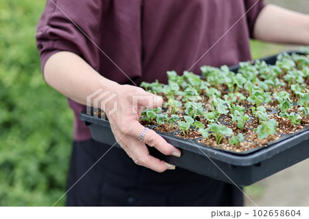 家庭菜園で野菜作りをする女性 農業女子 種まき・育苗をする女性 家庭菜園で野菜作りをする女性 農業女子 種まき・育苗をする女性 102658604