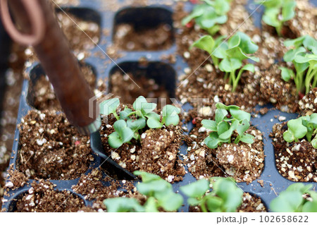家庭菜園で野菜作りをする女性 農業女子 種まき・育苗をする女性 家庭菜園で野菜作りをする女性 農業女子 種まき・育苗をする女性 102658622
