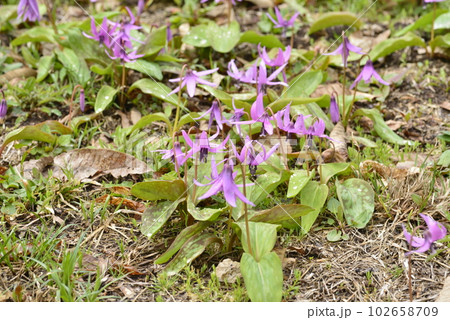 【秋田県仙北市】八津のカタクリ群生 102658709