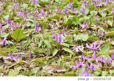 【秋田県仙北市】八津のカタクリ群生 102658710