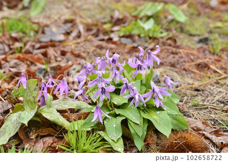 【秋田県仙北市】八津のカタクリ群生 【秋田県仙北市】八津のカタクリ群生 102658722