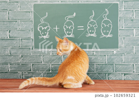 Animal school 102659321
