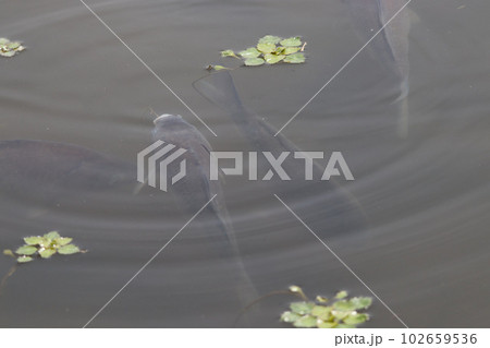 池の水面に群れる鮒 池の水面に群れる鮒 102659536
