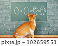 Cat school 102659551