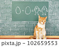 Cat school 102659553