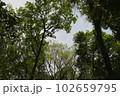 狭山丘陵の雑木林3 102659795