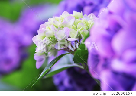 初夏の美しい紫陽花 初夏の美しい紫陽花 102660157