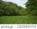 狭山丘陵の夏 102660359