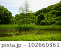 狭山丘陵湿地 102660361