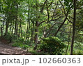 狭山丘陵の林 102660363