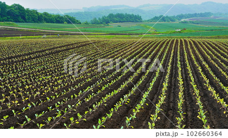 妻恋村初夏の田園の芽吹き 幾何学的で美しい 102660364