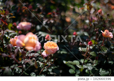 薔薇の季節 薔薇の季節 102660396