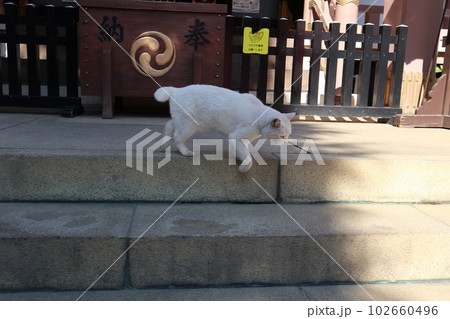 今戸神社　猫 102660496