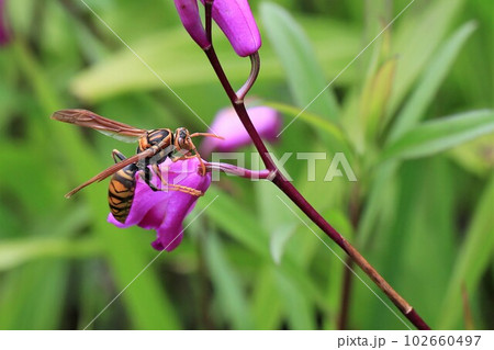 セグロアシナガバチ  102660497