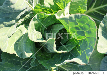 無農薬で栽培した瑞々しい野菜 畑で元気に育った野菜 無農薬で栽培した瑞々しい野菜 畑で元気に育った野菜 102660804