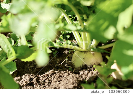 無農薬で栽培した瑞々しい野菜　畑で元気に育った野菜 102660809