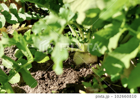 無農薬で栽培した瑞々しい野菜　畑で元気に育った野菜 102660810