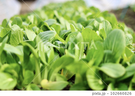無農薬で栽培した瑞々しい野菜 畑で元気に育った野菜 無農薬で栽培した瑞々しい野菜 畑で元気に育った野菜 102660826