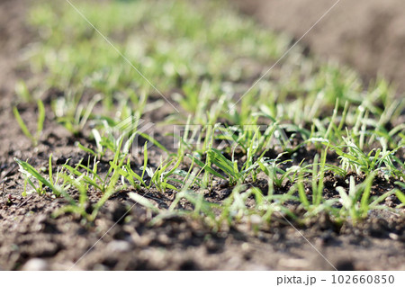 無農薬で栽培した瑞々しい野菜 畑で元気に育った野菜 無農薬で栽培した瑞々しい野菜 畑で元気に育った野菜 102660850