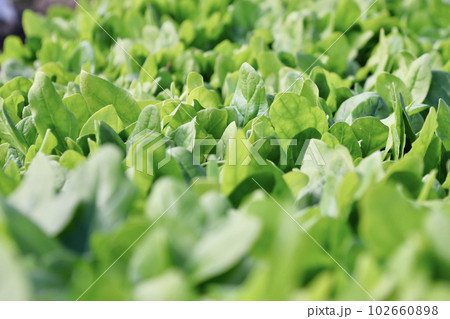 無農薬で栽培した瑞々しい野菜　畑で元気に育った野菜 102660898