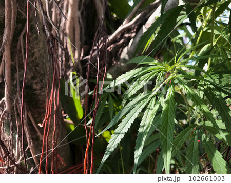 大麻と巨樹。インドのヒンドゥー教の神聖な大木の影に光が射す瞬間の大麻 その2 大麻と巨樹。インドのヒンドゥー教の神聖な大木の影に光が射す瞬間の大麻 その2 102661003
